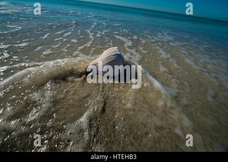 large sea shell in ocean surf Stock Photo