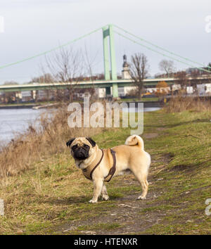 A pug dog strikes a pose in an urban setting Stock Photo