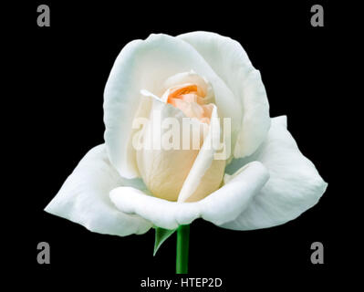 Single white rose on isolated black background Stock Photo