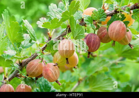 Gooseberry. Fresh and ripe  berries gooseberries on branch gowing in the garden Stock Photo