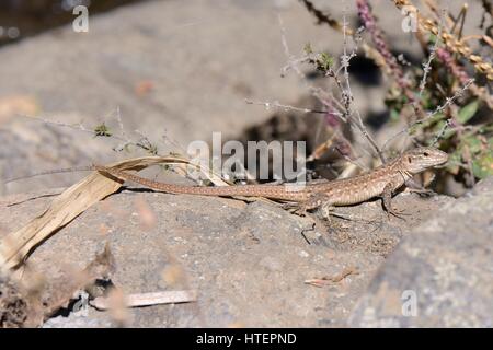 Female Gran Canaria giant lizard (Gallotia stehlini) sun basking on volcanic rock boulder, Gran Canaria, Canary Islands, June. Stock Photo