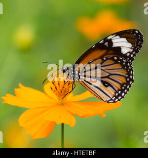 Monarch butterfly seeking nectar on a cosmos flower with copy space ...