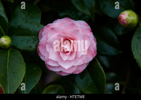 A closeup of a double pink Camellia flower,in a shrub after a shower of rain, Stock Photo