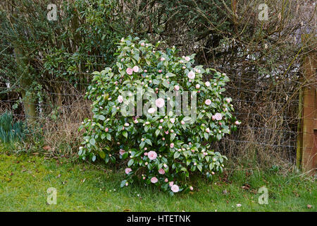 A Pink  Camellia japonica bush showing double pink flowers in a garden setting Stock Photo