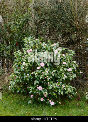 A Pink  Camellia japonica bush showing double pink flowers in a garden setting Stock Photo