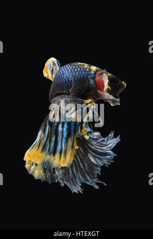 Colourful Betta fish,Siamese fighting fish in movement isolated on black background. Stock Photo