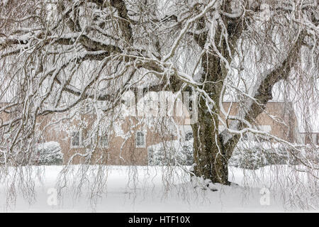 snow covered landscape in eastern long island, new york, usa Stock Photo