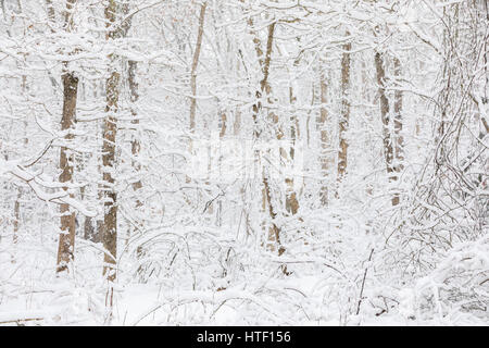 fresh falling snow on trees, bushes and plants Stock Photo