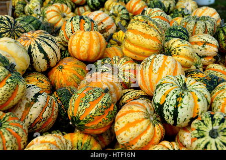 Ronks, Pennsylvania - October 16, 2015:  A display of colourful Autumnal gourds at the Pumpkin Patch farm Stock Photo