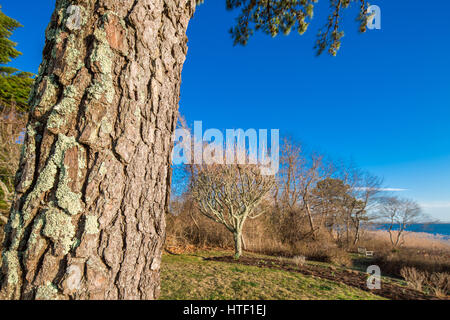 large tree with distant trees in the background and a bright blue sky Stock Photo