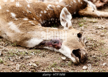 Decaying deer. Stock Photo