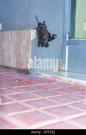 Abstract and conceptual sleeping, bat sleeping on the wall of a palace in the city. Insectivores, feeding on insects. Stock Photo