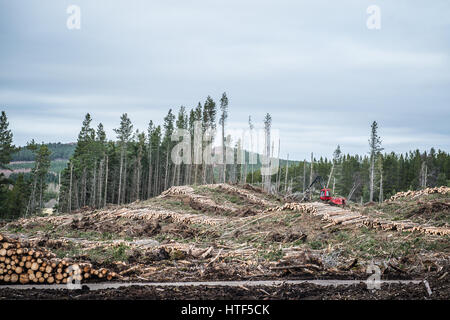 A forest harvester works, felling trees in a confer forest near Inverness in Scotland. Stock Photo