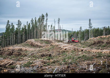 A forest harvester works, felling trees in a confer forest near Inverness in Scotland. Stock Photo