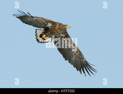 Steller's Sea Eagle (Juvenile Stock Photo, Royalty Free Image: 39840165 ...