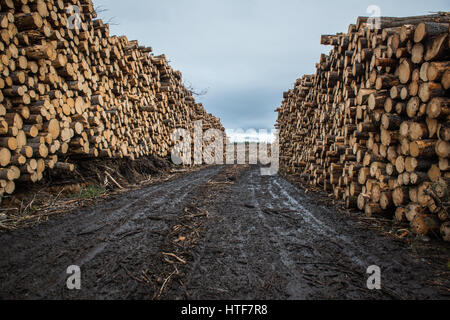 Large timber stacks sit at the road side ready for hauling, following forestry operations near Inverness in Scotland.