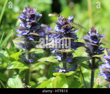 The flowers of Ajuga reptans, commonly known as bugle, bugleweed, or carpetweed. An herbaceous plant native to Europe and a weed in the US. Stock Photo