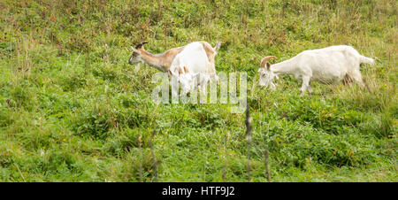 Adult Alpine goat breeds and two white goats in the meadow. Stock Photo