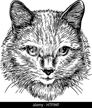 Hand drawn portrait of cute cat, sketch. Art vector illustration Stock Vector