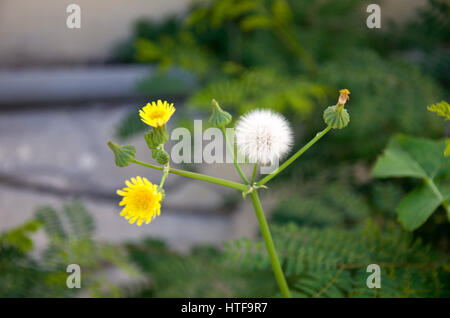 Wild Flowers Stock Photo