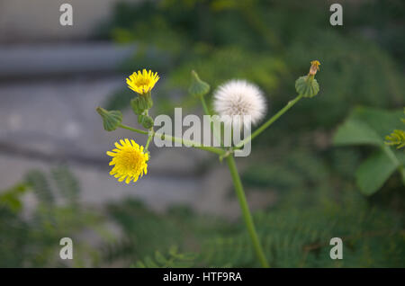 Wild Flowers Stock Photo