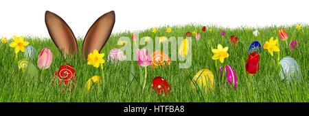 easter bunny ears behind meadow with colorful decorated painted eggs tulips daffodils isolated on white panorama background Stock Photo