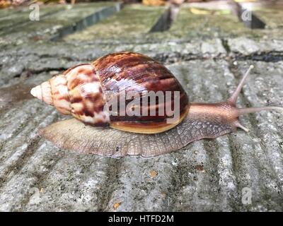 Snail sliding on concrete floor Stock Photo