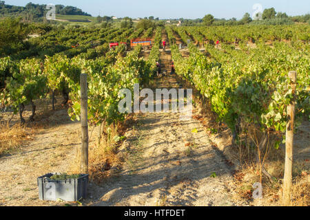 Grape harvest - Serra da Estrela - Quinta do Aral vineyard with tractor and workers - morning light Stock Photo