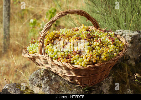 A basket of green grapes on a wall - The grape harvest - Serra da Estrela, Portugal Stock Photo