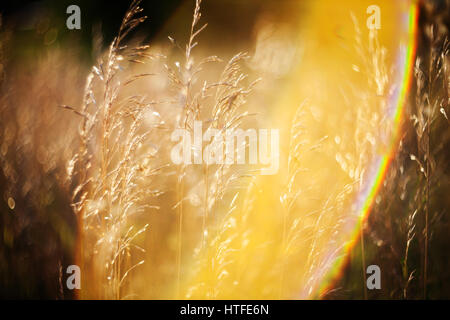 Dry grass and bent background, shot taken with soft focus lens, low depth of field and lens flare Stock Photo