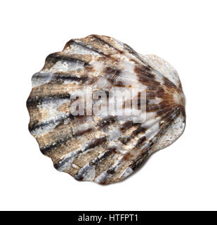 Seashell isolated on white background. Close-up view. Stock Photo