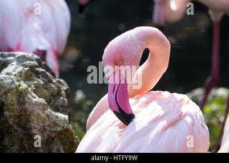 Greater flamingo close-up (Phoenicopterus roseus) Stock Photo