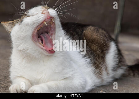 Old cat yawning has bad teeth in close-up Stock Photo