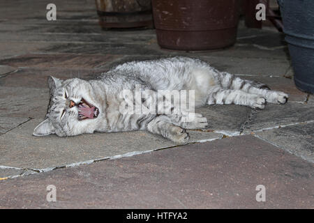 Cat yawning or laughing funny cat Stock Photo
