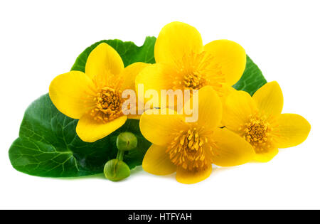 Marsh Marigold flowers (Caltha palustris) on white background Stock Photo