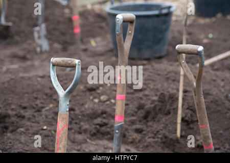 Garden fork and spades in flower border. Wooden handles abstract Stock Photo