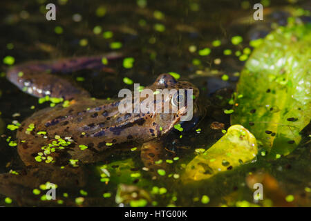 Wild common Frog (Rana temporaria) hiding among lilies surrounded by frog spawn in a pond Stock Photo
