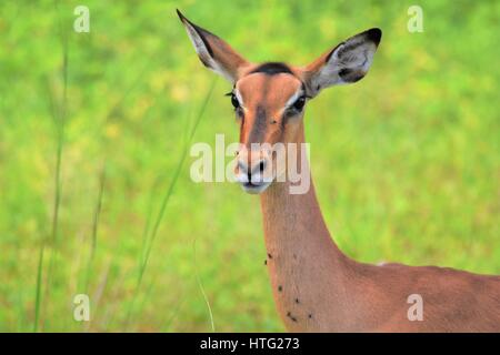 Impala in the brush Stock Photo