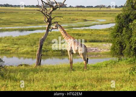 Giraffe in the veld, watering hole Stock Photo