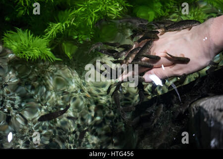 the doctor fishes (garra rufa) are swimming and cleaning the hand. Stock Photo
