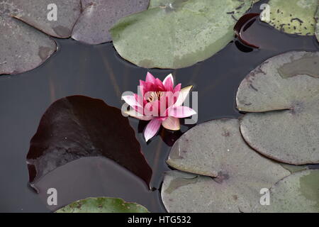 Beautiful Lilly Lotus Flower Floating On Water Stock Photo