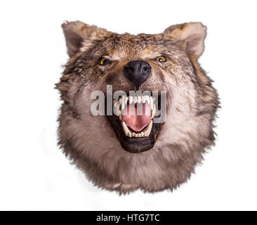 Wolf head with angry face isolated on white background. Wild animal Stock Photo