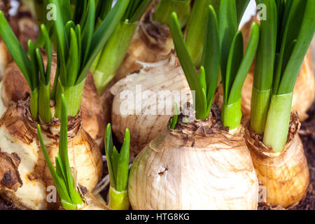 The budding daffodils bulbs in flower pots Stock Photo