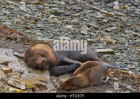 Breeding pair of Southern Sea Lions (Otaria flavescens) with pup on the coast of Bleaker Island in the Falkland Islands. Stock Photo