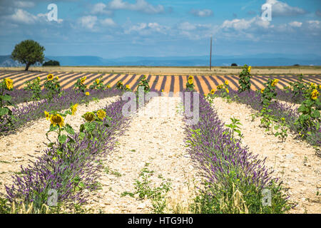 Lavender flower blooming scented fields in endless rows. Valensole plateau, provence, france, europe. Stock Photo