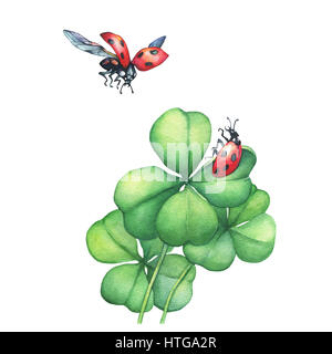 Ladybug in flight and sitting on a green four leaf clover. Hand drawn watercolor painting on white background. Stock Photo