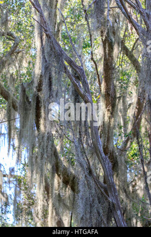 Spanish moss (Tillandsia usneoides)  hanging from trees. Stock Photo