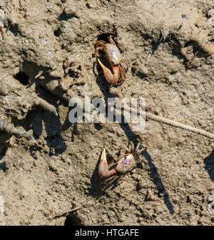 Atlantic Sand Fiddler Crab (Uca pugilator) near its burrow in the sand Stock Photo