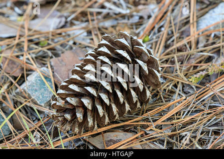 Pine cone on forest floor Stock Photo