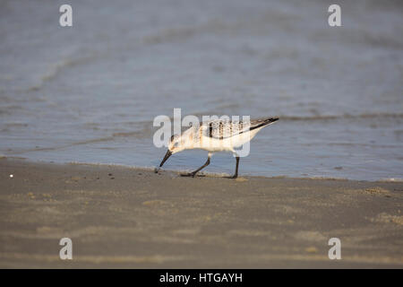 Juvenile Sanderling (Calidris alba) hunting for food on the bech. Stock Photo